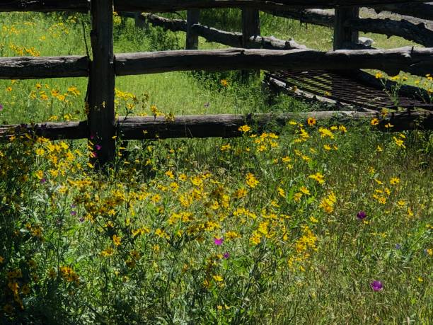 istock Rural Texas Flowers 2205909133