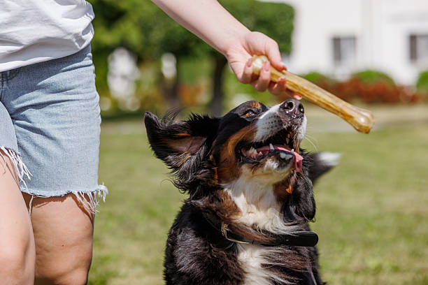 istock A dog cheerfully chews on a gigantic bone provided by its owner on a clear and sunny day outside 2205910793