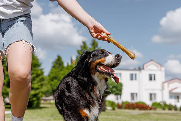istock A dog cheerfully chews on a gigantic bone provided by its owner on a clear and sunny day outside 2205910804