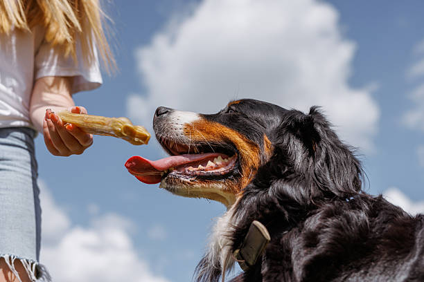 istock A dog cheerfully chews on a gigantic bone provided by its owner on a clear and sunny day outside 2205910810