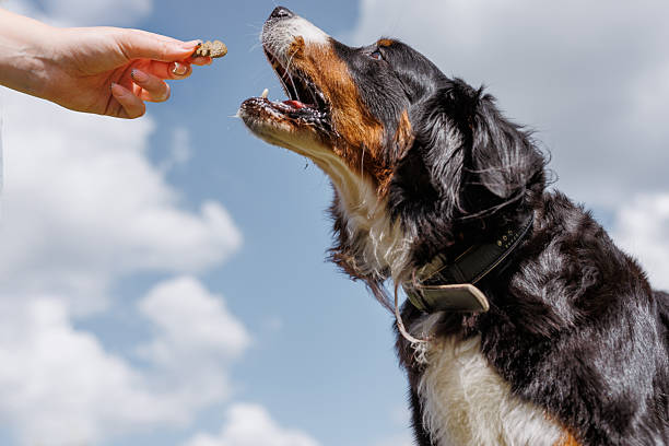 istock A dog cheerfully chews on a gigantic bone provided by its owner on a clear and sunny day outside 2205910970