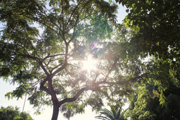 Sunlight through tree canopy with green leaves. Looking up at trees with sun flare. Sun shining through tree foliage. Bright sunburst seen through tree branches. Trees with green leaves and sunlight