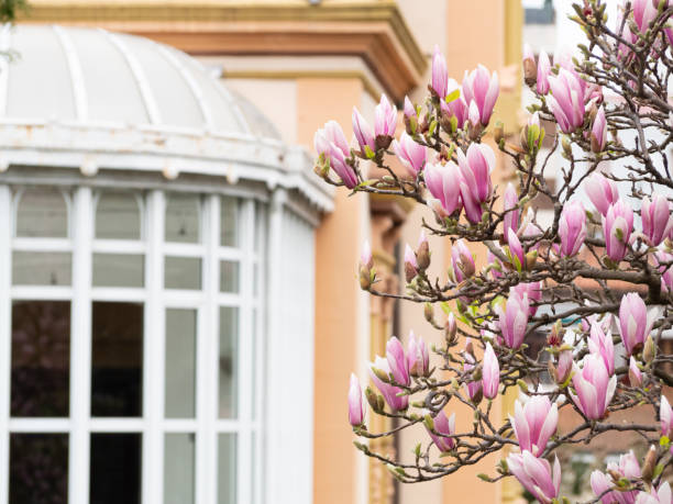 Beautiful pink magnolia flowers blooming on a tree branch in front of a building with a bay window