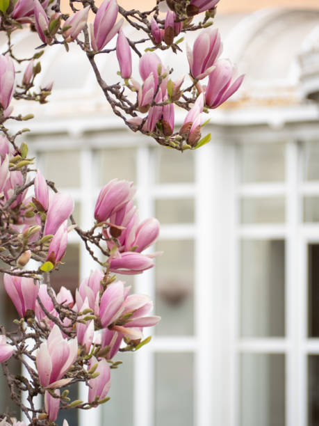 istock Magnolia tree blooming in spring near a window 2205913222