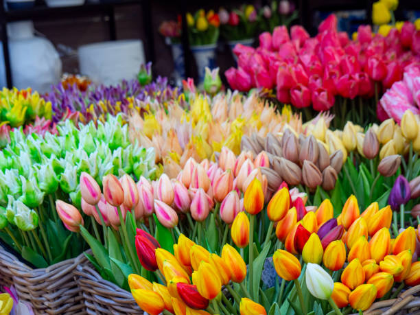 istock Colorful Tulips in Baskets at a Flower Market 2205914821