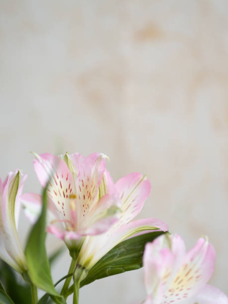 Pink and white alstroemeria flowers create a delicate and romantic atmosphere against a soft, blurred backdrop