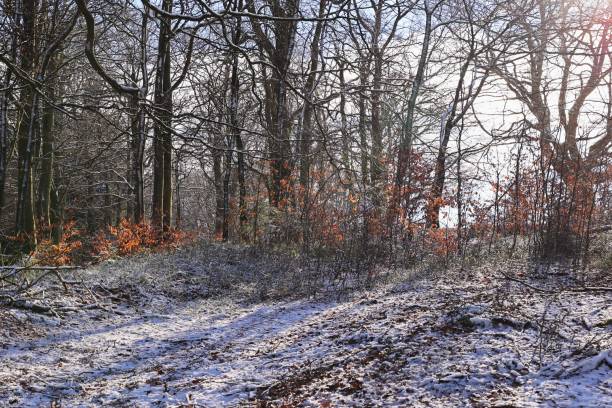 istock Winter in the Sauerland 2205916274