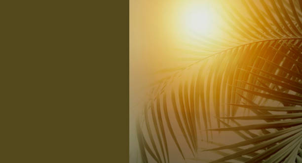 istock Palm leaf and sunlight on green background 2205917495
