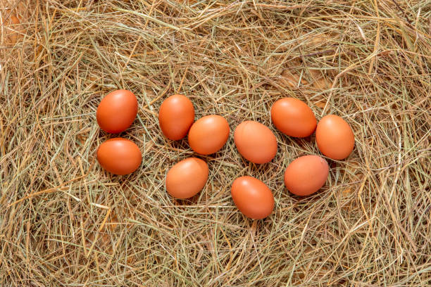 Group of eggs among hay.