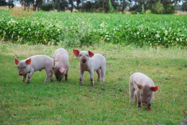 istock A group of piglets on a path in a soybean field. 2205919731