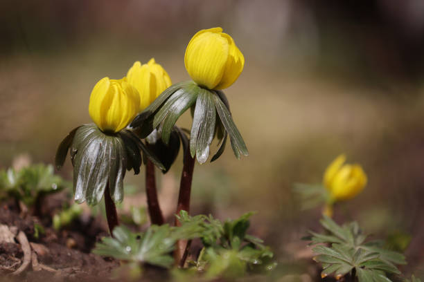 Flowering yellow winter aconite (Eranthis hyemalis) in spring garden