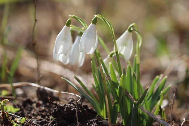 istock Flowering white snowdrop (Galanthus nivalis) plants in spring garden 2205919942