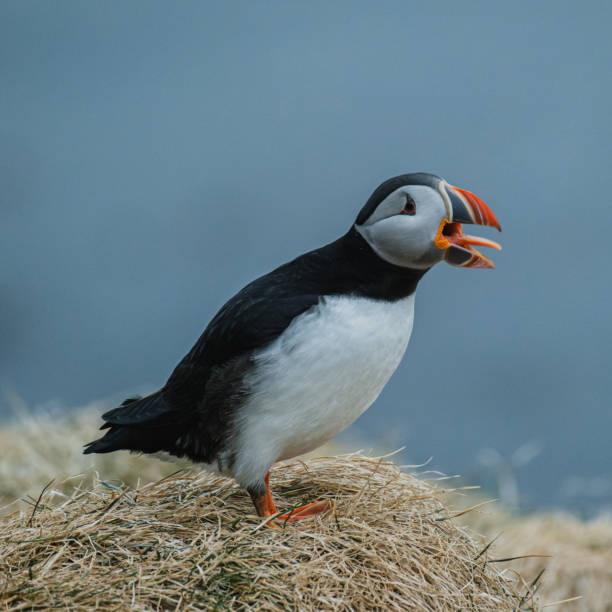 istock Atlantic puffin calling out while perched on grassy cliffs in Borgafjordur Eystri, Iceland. 2205920183
