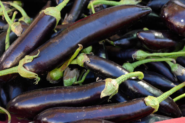 aubergine