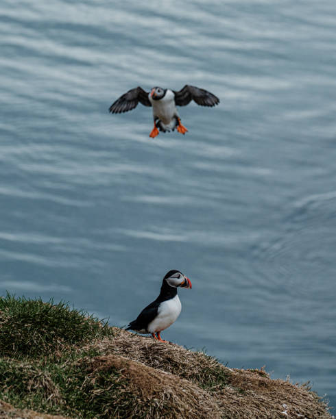 istock Atlantic puffin in flight over grassy cliffs in Borgafjordur Eystri, Iceland. 2205920934