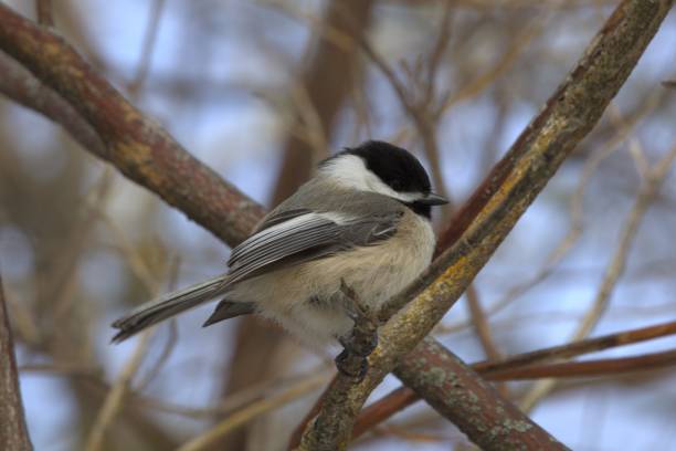 istock An image of a Black-capped Chickadee perched on a tree. 2205921554