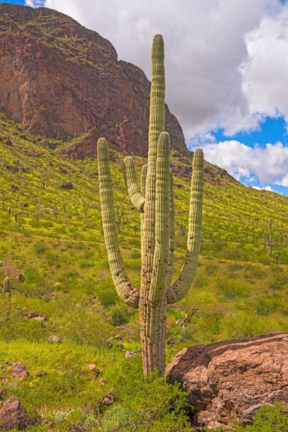 istock Tall Saguaro in the Desert Spring 2205922444
