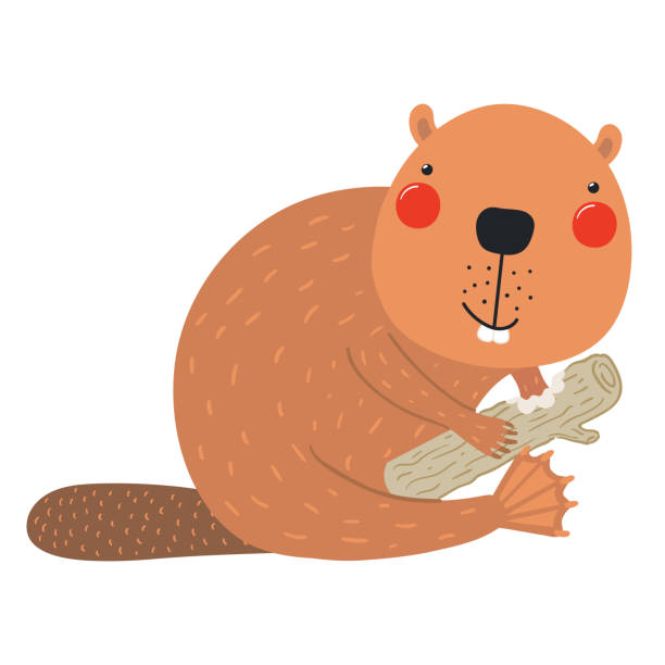 Cute cartoon beaver character illustration Cute cartoon beaver character illustration. Hand drawn Scandinavian style flat design, isolated vector. Wild animal, forest wildlife, woodland creature. Kids clip art, print element, banner, poster clip art of baby beaver stock illustrations