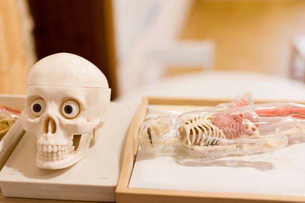 Skull and anatomy model for educational and scientific purposes
