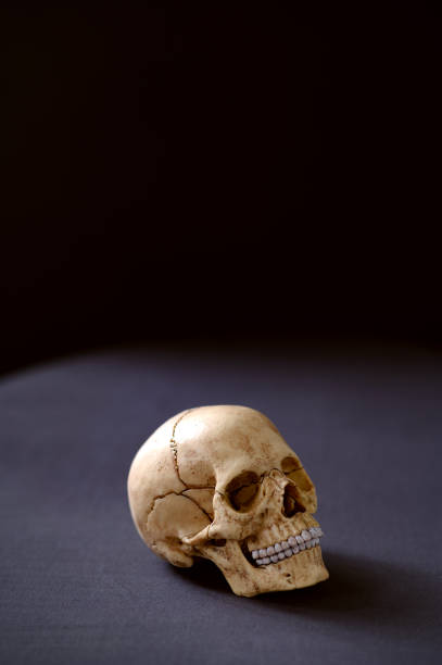 istock Artificial very realistic human skull on the table. Copy space. Dark background 2205924035