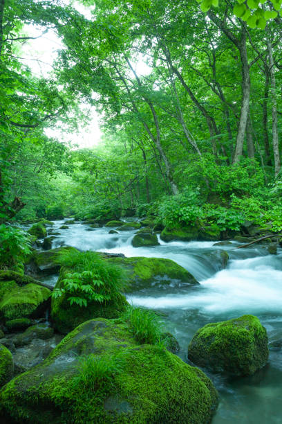 istock Beautiful Japanese Mountain Stream Scenery 2205925134