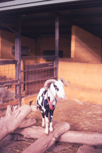 istock Mediterranean goat with horns pasturing inside a farm pit 2205925226