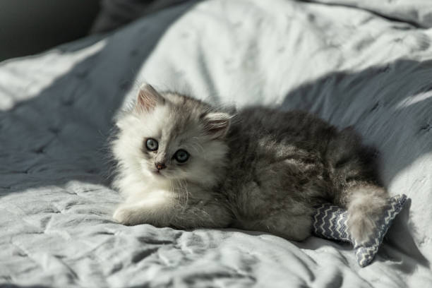 istock Adorable fluffy kitten lounging on a cozy bed with soft fabric surrounded by gentle sunlight, displaying its charming blue eyes and playful demeanor. 2205927709