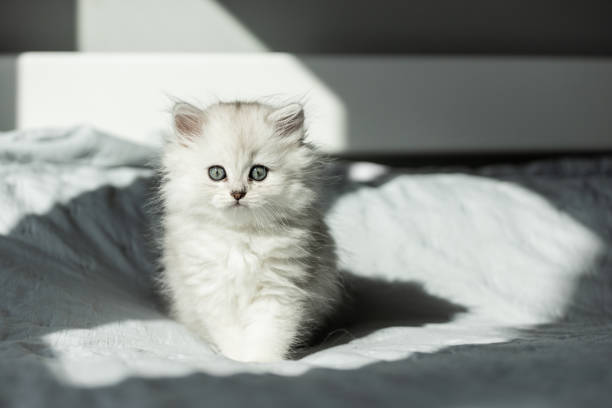 This delightful fluffy kitten features striking blue-gray eyes and a soft coat, playfully exploring its surroundings while basking in the gentle sunlight and creating a heartwarming scene.