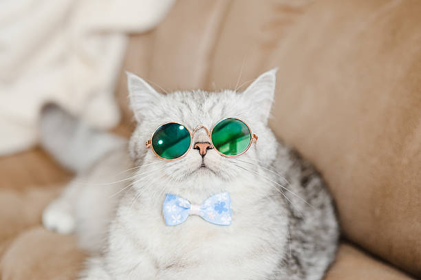 istock The kitty’s blue bow makes it even cuter. 2205932370