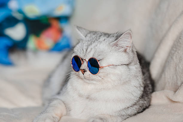istock Scottish Straight cat wearing round blue glasses 2205932387