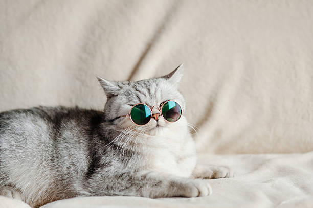 istock A gray cat with blue glasses lies peacefully 2205932500