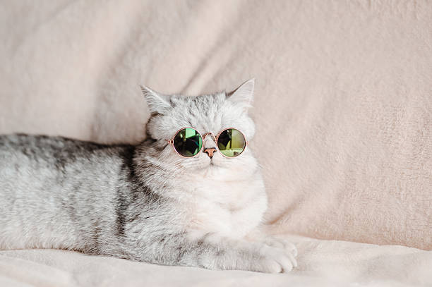istock The cat tilts its glasses slightly, adding mystery 2205932526
