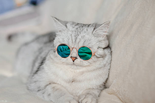 istock A Scottish Fold kitty with round glasses looks stylish 2205932545