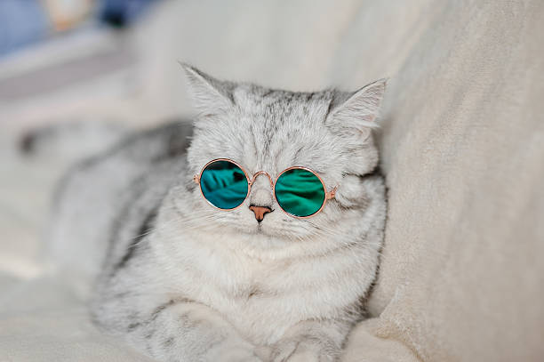 istock A Scottish Fold kitty with round glasses looks stylish 2205932556