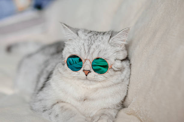 istock A Scottish Fold kitty with round glasses looks stylish 2205932564