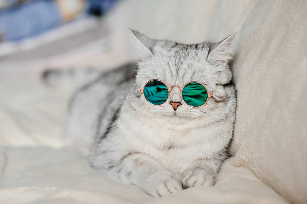 istock A Scottish Fold kitty with stylish glasses poses for a portrait 2205932572