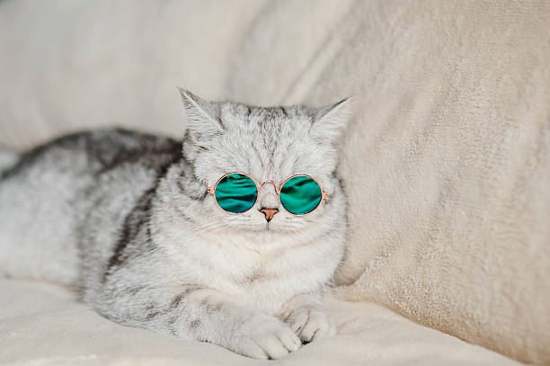 istock The Scottish Fold kitty wears fashionable round glasses 2205932606