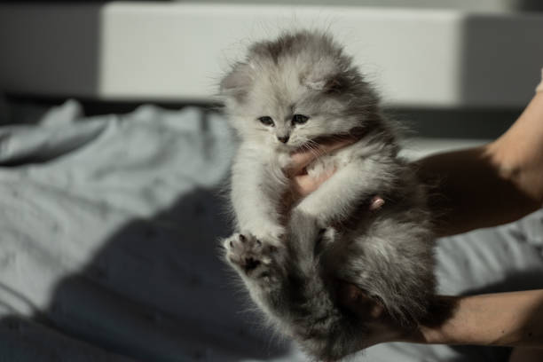 A charming fluffy gray kitten is being lovingly held by a person in soft sunlight, showcasing its delicate features and playful nature in a serene indoor setting.