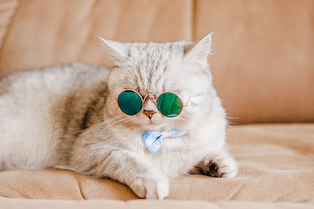 istock The kitty is lying comfortably on a brown sofa 2205933657