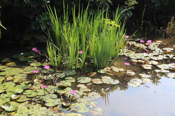 istock A small pond with water lilies and grasses in the foreground. 2205934013
