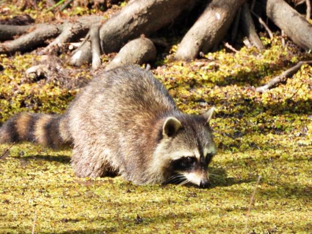 istock Raccoon (Procyon lotor) - foraging in a duckweed lake 2205934608