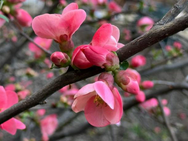 istock Flowering Quince, Chaenomeles speciosa. 2205936523