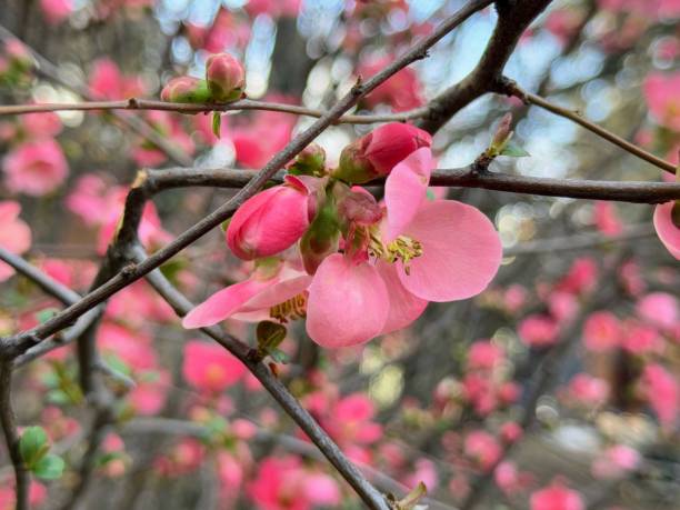 istock Flowering Quince, Chaenomeles speciosa. 2205936538