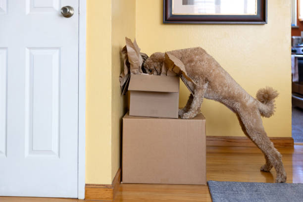 istock Home Delivery for Goldendoodle Puppy 2205936734