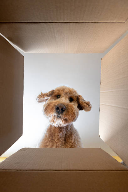 istock Home Delivery for Goldendoodle Puppy 2205936739
