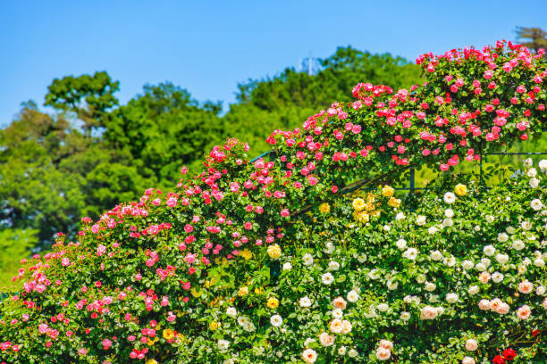 Roses in floral park of island of mainau. Constance, Germany.