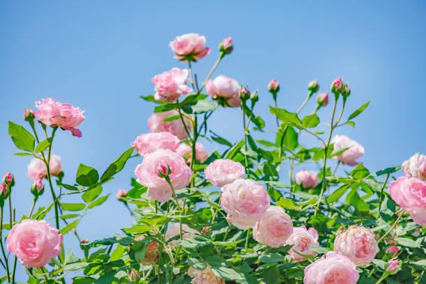Fresh colorful roses in full bloom