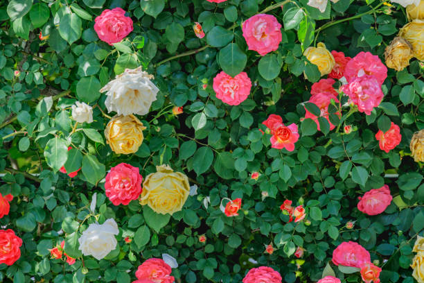 istock Fresh colorful roses in full bloom 2205939469