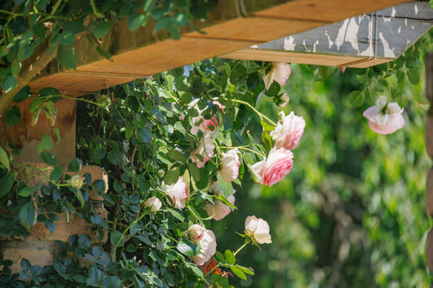 istock Fresh colorful roses in full bloom 2205939639