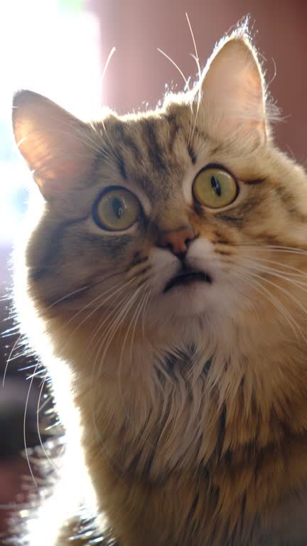 Funny cat peeks out from behind the wall. Close-up portrait of cute, furry astonished cat. Portrait of tabby cat, intensive staring. Hunter. Playful pets. Humor
